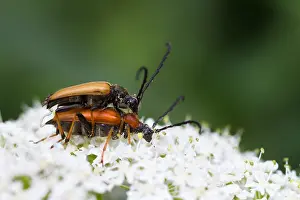 Marco-Bild eines Insekts.