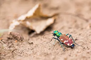 Russian Nature Photography Drucke: Marco image of an insect