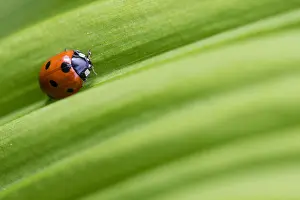 Marco ist ein Bild eines Insekts.