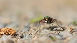 Green Tiger Beetle Drucke: Marco image of an insect