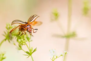 Marco ist ein Bild eines Insekts.