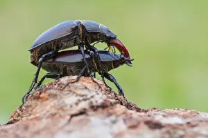 Marco ist ein Bild eines Insekts.