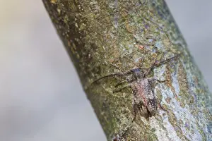Marco ist ein Insektbild.