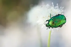 Marco-Bild eines Insekts