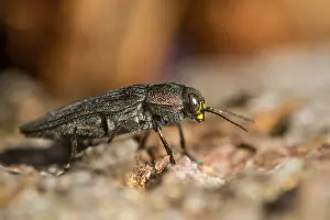 German Wildlife Images Online Drucke: Marco image of an insect