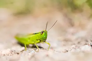 European Grasshopper Species Drucke: Marco image of an insect