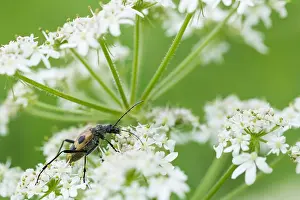 Nature Fauna Photos Drucke: Marco image of an insect