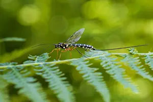 Juli Drucke: Marco ist ein Insektenbild.