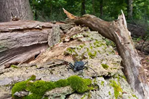 German Wildlife Fauna Images Drucke: Marco image of an insect
