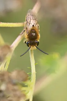 Bilder Datiert 25. August 2019: Marco ist ein Insektbild.