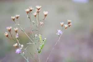 Marco ist ein Bild eines Insekts.