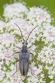 Wildlife Fauna Drucke: Marco image of an insect