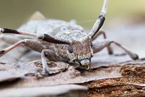 Wildlife Fauna Drucke: Marco image of an insect