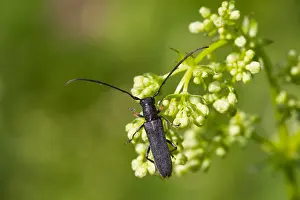 Marco ist ein Bild eines Insekts.