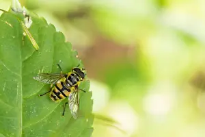 Nature Photography Wildlife Drucke: Marco image of an insect
