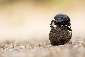 European Scarab Beetle Drucke: Marco image of an insect