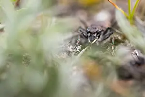 Asian Wildlife Images Drucke: Marco image of an insect