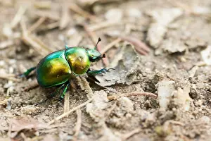 Bilder Datiert 17. August 2019: Marco ist ein Insekt.