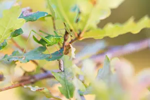 Nature Photography Germany Outdoors Drucke: Marco image of an insect