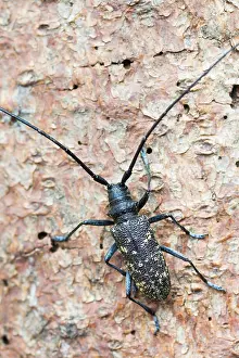 Marco ist ein Insektenbild.