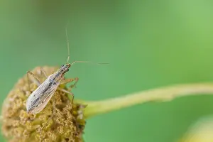 Bilder Datiert 5. August 2019: Marco ist ein Bild eines Insekts.