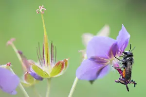 Marco ist ein Bild eines Insekts.