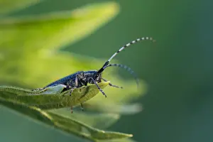 Bilder Datiert 3. Juni 2015: Marco-Bild eines Insekts.