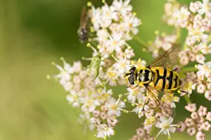 Bilder Datiert 19. August 2019: Marco-Bild eines Insekts.