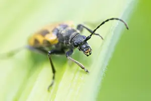 Marco ist ein Insektbild.