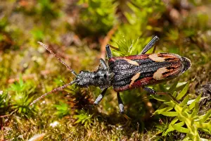 German Wildlife Fauna Images Drucke: Marco image of an insect