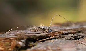 Wildlife Fauna Drucke: Marco image of an insect