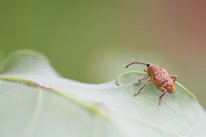 Germany Wildlife Fauna Drucke: Marco image of an insect