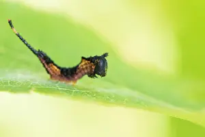 Cerura Vinula Drucke: Marco image of an insect