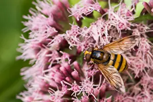 European Hoverfly Drucke: Marco image of an insect