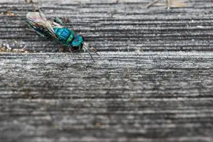 Wildlife Fauna Drucke: Marco image of an insect