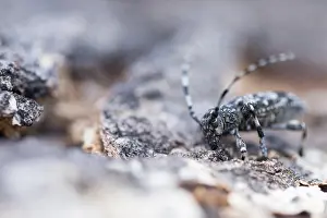 Russian Wildlife Images Drucke: Marco image of an insect