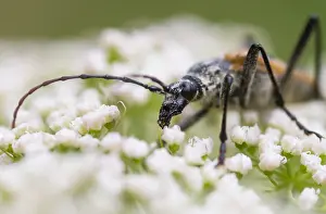 Insect Metamorphosis Process Drucke: Marco image of an insect