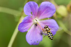 Wildlife Insects Drucke: Marco image of an insect