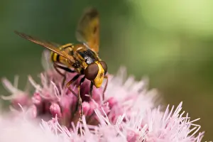 European Hoverfly Species Drucke: Marco image of an insect