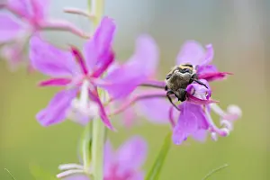Marco ist ein Bild eines Insekts.