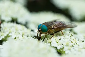 Wildlife Fauna Drucke: Marco image of an insect