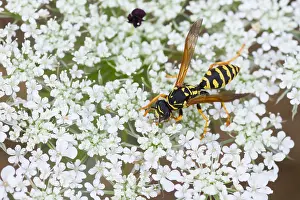 European Paper Wasp Drucke: Marco image of an insect