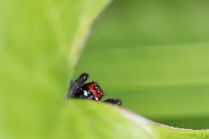 Bilder Datiert 30. Mai 2015: Marco ist ein Bild eines Insekts.