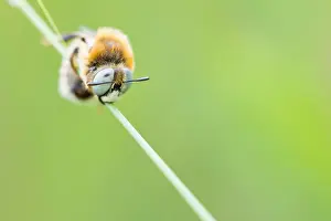 Russian Wildlife Images Drucke: Marco image of an insect