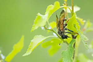 Bilder Datiert 21. Juni 2019: Marco ist ein Insekt.
