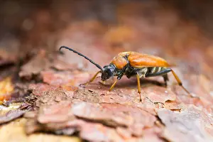German Wildlife Fauna Images Drucke: Marco image of an insect