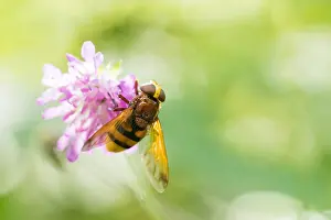 European Hoverfly Species Drucke: Marco image of an insect