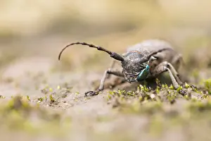 Wildlife In Russia Drucke: Marco image of an insect