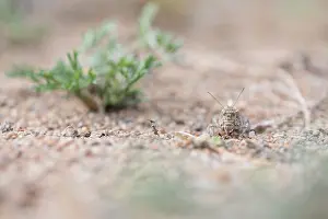 Bilder Datiert 8. Juni 2019: Marco ist ein Insekt.