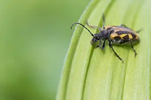 Marco ist ein Bild eines Insekts.